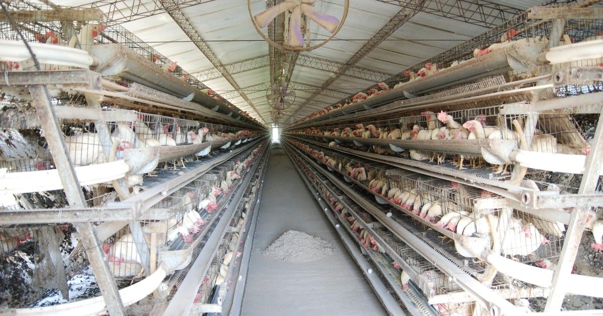 moscas-resistentes:-detectan-mutaciones-geneticas-que-anulan-insecticidas-en-granjas-avicolas