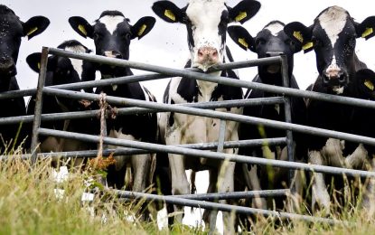 Accidente fatal: una jubilada murió tras ser pisoteada por vacas