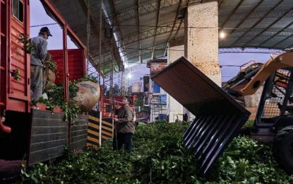 Histórico mes para las exportaciones de yerba mate: se enviaron al exterior en septiembre más de 7 millones de kilos
