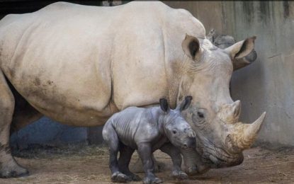 Nació un extraño rinoceronte blanco en España