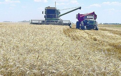 El lado B de la producción récord de trigo: el precio a cosecha es menor al del año pasado